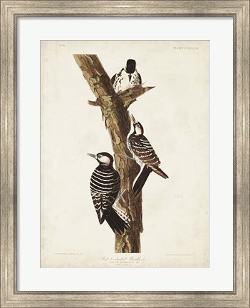 Framed Pl. 389 Red-cockaded Woodpecker Print