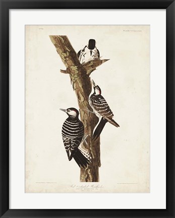 Framed Pl. 389 Red-cockaded Woodpecker Print