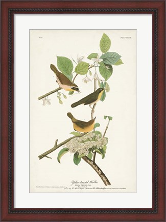 Framed Pl. 23 Yellow-breasted Warbler Print