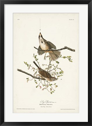 Framed Pl. 25 Song Sparrow Print