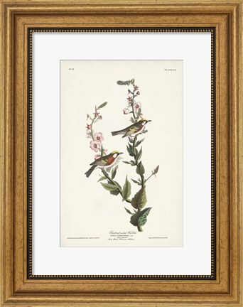Framed Pl. 59 Chestnut-sided Warbler Print