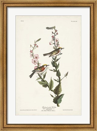 Framed Pl. 59 Chestnut-sided Warbler Print