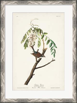 Framed Pl. 104 Chipping Sparrow Print