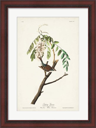 Framed Pl. 104 Chipping Sparrow Print
