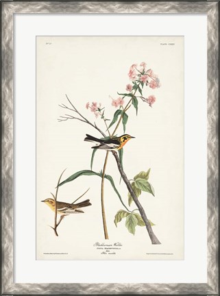 Framed Pl. 135 Blackburnian Warbler Print