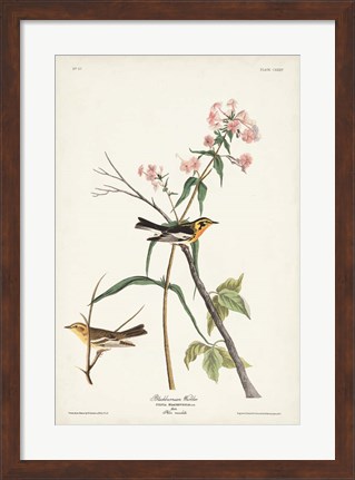 Framed Pl. 135 Blackburnian Warbler Print