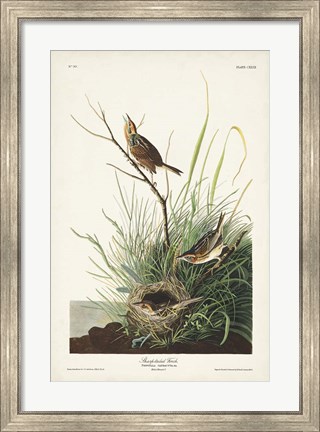 Framed Pl. 149 Sharp-tailed Finch Print