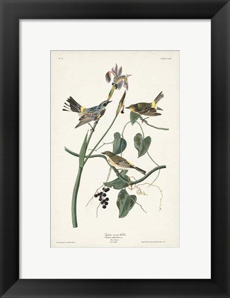 Framed Pl. 153 Yellow-rump Warbler Print