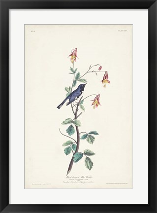 Framed Pl. 155 Black-throated Blue Warbler Print