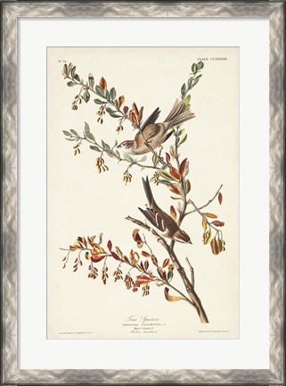 Framed Pl. 188 Tree Sparrow Print