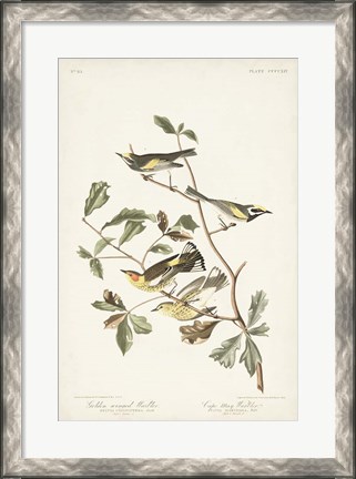 Framed Pl. 414 Golden-winged Warbler Print