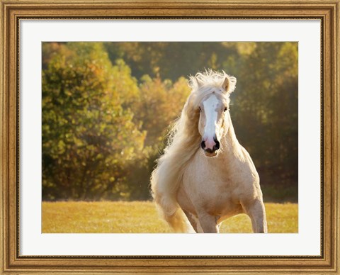 Framed Golden Lit Horse IV Print