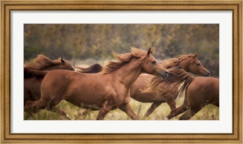 Framed Horse Run VI Print