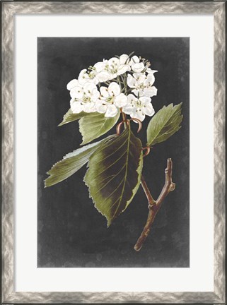 Framed Dramatic White Flowers I Print