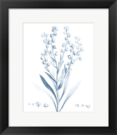 Framed Antique Botanical in Blue I Print