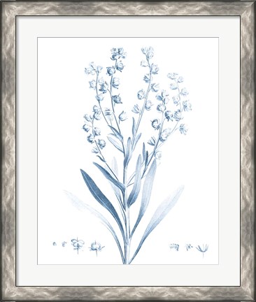 Framed Antique Botanical in Blue I Print