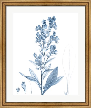 Framed Antique Botanical in Blue III Print