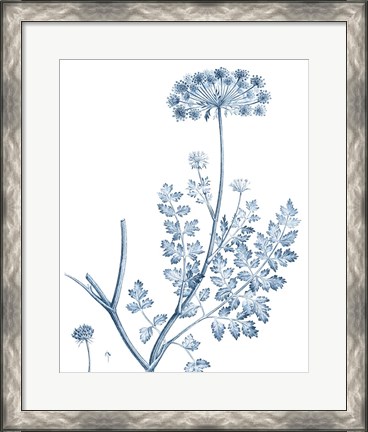 Framed Antique Botanical in Blue V Print