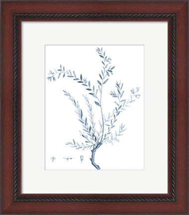 Framed Antique Botanical in Blue VII Print