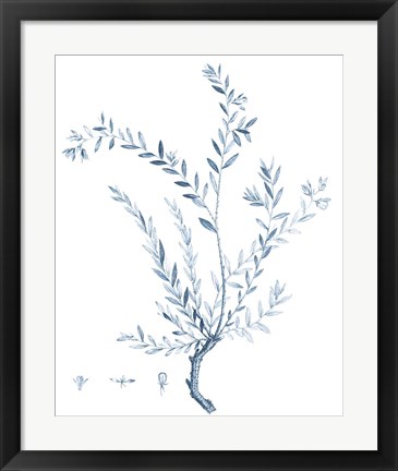 Framed Antique Botanical in Blue VII Print