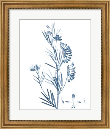 Framed Antique Botanical in Blue IX Print