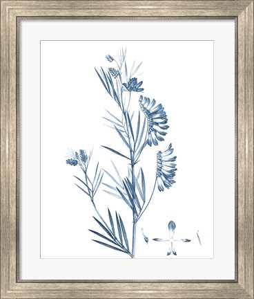 Framed Antique Botanical in Blue IX Print