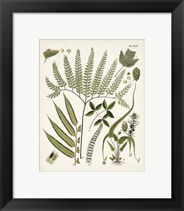 Framed Fanciful Ferns III Print
