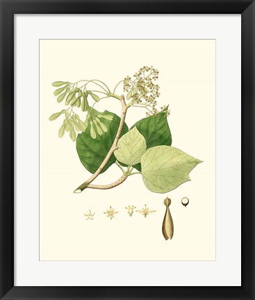 Framed Spring Green Foliage IV Print