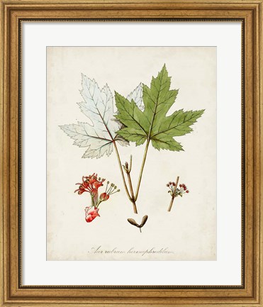 Framed Antique Tree Study I Print