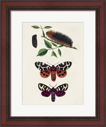 Framed Caterpillar &amp; Moth V Print