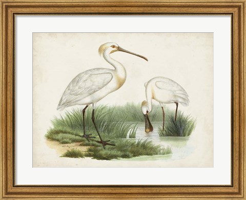 Framed Antique Waterbirds III Print