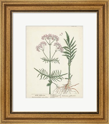 Framed Antique Herbs I Print