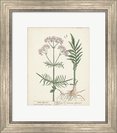 Framed Antique Herbs I Print