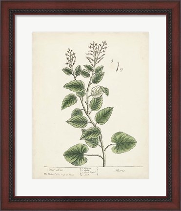 Framed Antique Herbs III Print