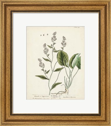Framed Antique Herbs V Print