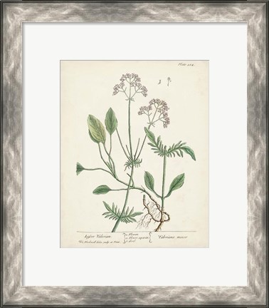 Framed Antique Herbs VI Print
