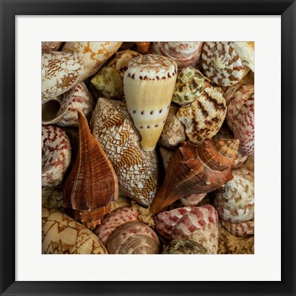 Framed Mini Conch Shells I Print