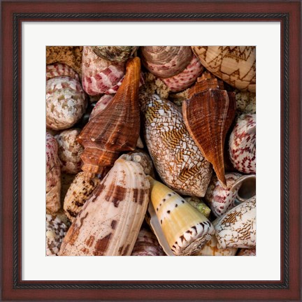 Framed Mini Conch Shells II Print