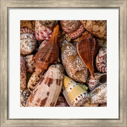 Framed Mini Conch Shells II Print