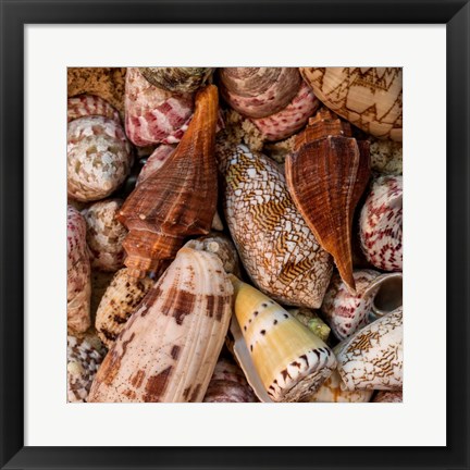 Framed Mini Conch Shells II Print