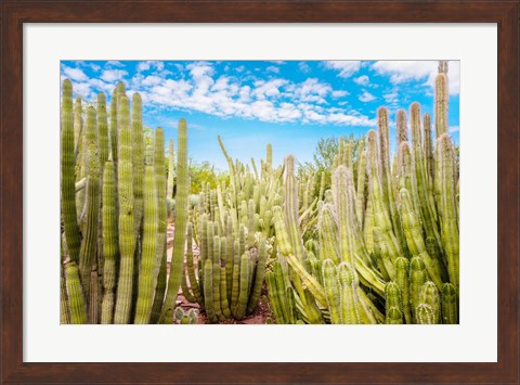 Framed Cactus Garden Print