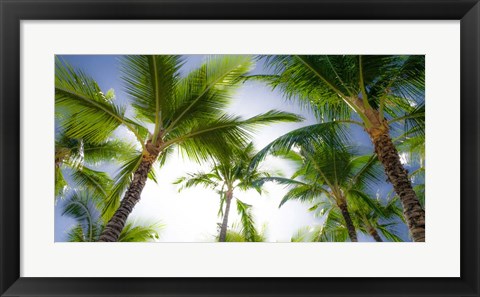 Framed Oahu Palms Print