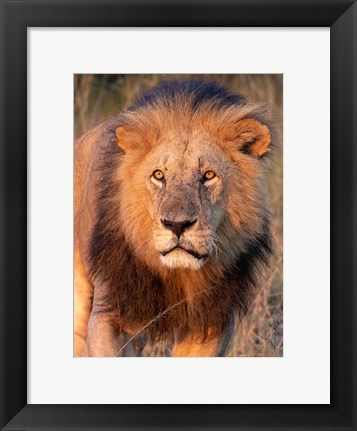 Framed Approaching Lion Print