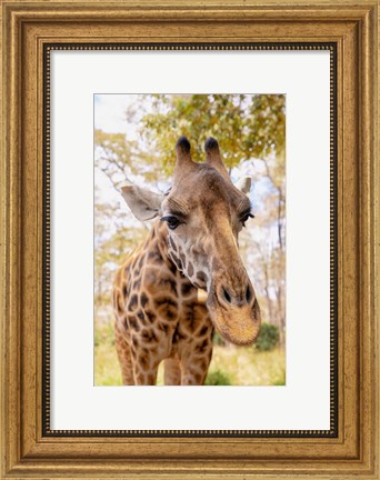 Framed Curious Giraffe Print
