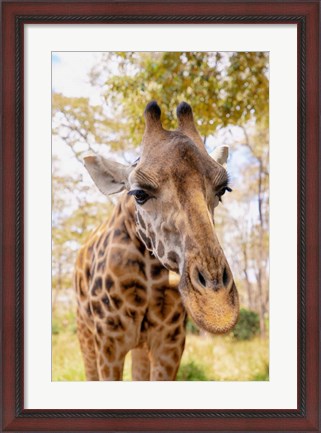 Framed Curious Giraffe Print