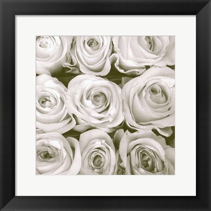 Framed Rose in Bloom Square Print