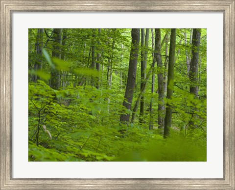 Framed Woodland Hainich in Thuringia Print