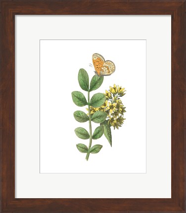 Framed Greenery Butterflies II Print
