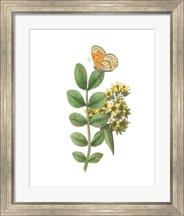 Framed Greenery Butterflies II Print