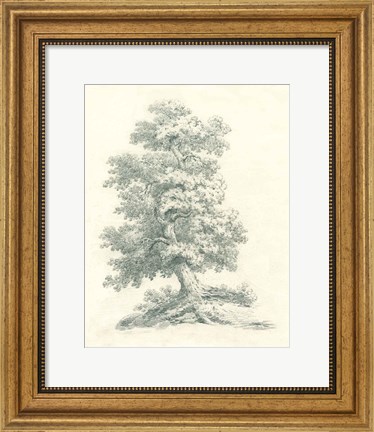 Framed Tree Study II Print